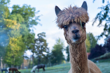 Funny brown alpaca with shaggy fringe looking at camera © Oleksandra