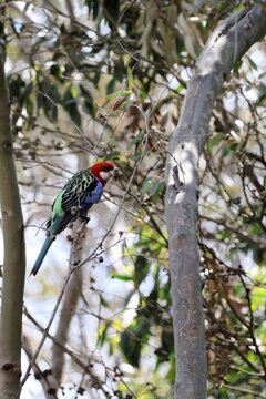Eastern Rosella (Platycercus eximius) perched in gum tree, South Australia