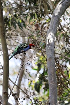 Eastern Rosella (Platycercus eximius) perched in gum tree, South Australia