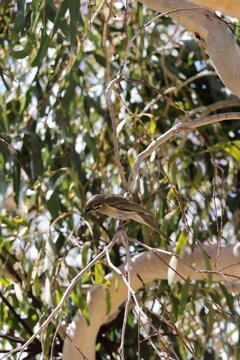 Yellow-faced Honeyeater (Lichenostomus chrysops) perched in gum tree, South Australia