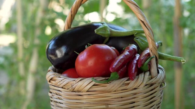 vegetable gardening at the backyard