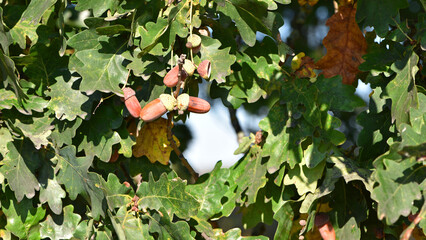 An acorn on a branch. Oak acorns, in a grove or forest. Close up view of green leaves oak tree branch with acorns on colored background. Autumn season. Space for text. Stock photos. selective focus. © Oleksandr Filatov