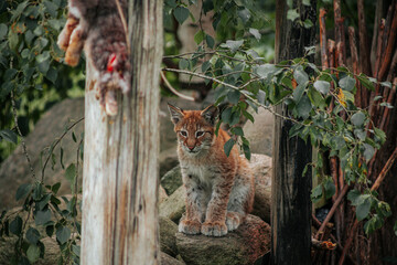 Eurasian lynx resting between weathered tree trunks and leafy branches, showing tufted ears and spotted fur in a dense woodland habitat © Natans