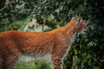 Eurasian lynx with reddish fur, black ear tufts, white whiskers, and spotted coat standing among dense green foliage in a natural forest habitat © Natans