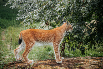 Eurasian lynx walking across a fallen tree with spotted fur, tufted ears, and forest foliage surrounding the wild cat in a natural woodland habitat © Natans