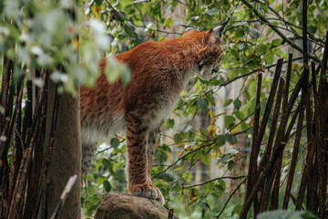Red lynx standing on a mossy rock among leafy branches and slender tree trunks in a dense green forest, wildlife nature photograph © Natans
