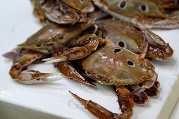 Fresh brown crabs piled on a market tray, detailed shells and claws. © Olga Mukashev
