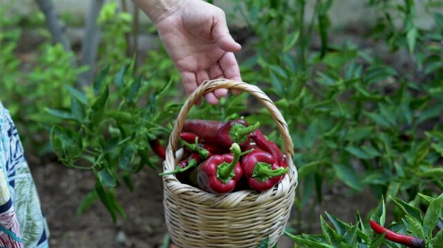 vegetable gardening at the backyard