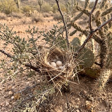 Desert Bird Nest with Eggs Built Securely Inside a Prickly Cholla Cactus in Arid Landscape