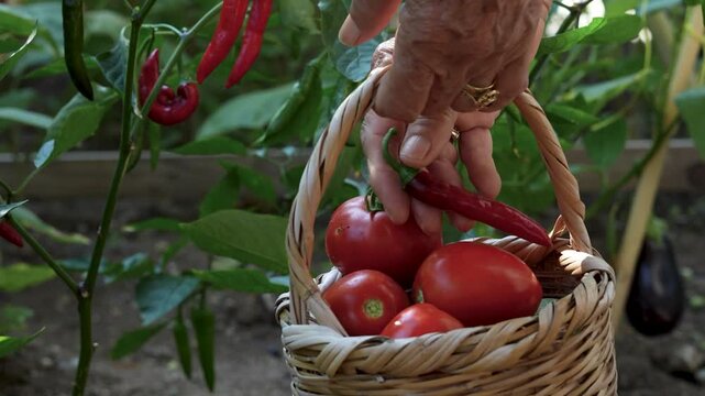 vegetable gardening at the backyard