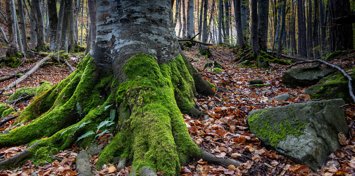 Massive tree trunk with vibrant green mossy roots in an autumn forest   