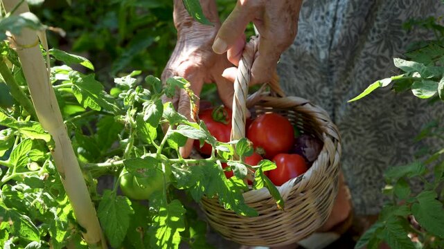 vegetable gardening at the backyard