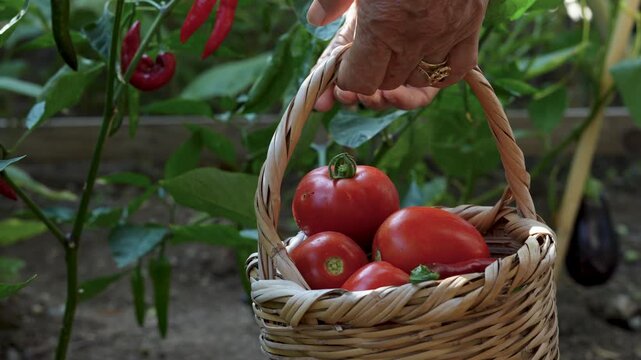 vegetable gardening at the backyard