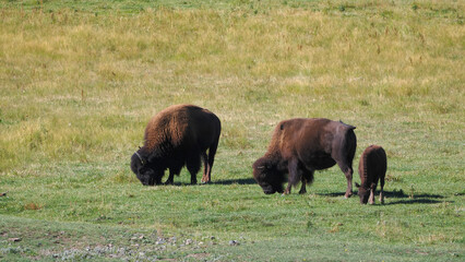 Bison graze peacefully in a wide, sunlit grassland. One bison stands, watching as two others eat nearby. Young bison follows closely, learning survival skills © Mark