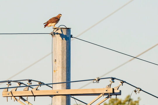 Red-tailed Hawk Perched on Electric Power Pole