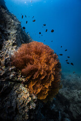 Large orange sea fan coral on deep underwater reef wall in ocean. © PIPE DIVE UNDERWATER