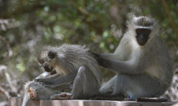 Two Vervet Monkeys Grooming On Picnic Table In Rest Camp