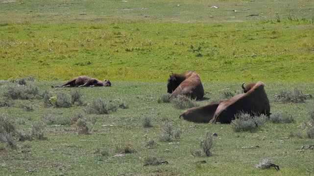 Buffalo rest in quiet green field. Dappled sunlight warms the grassy plains. Sparse shrubs dot the pasture gently. Three buffalo lie peacefully side by side. No human presence marks this serene moment