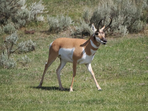 Pronghorn antelope strides across open grassland. Sunlight highlights its slender frame and elegant horns. Sparse shrubs frame the background, adding natural depth. The animal appears alert