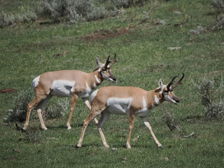 Pronghorn antelope stride across green meadow. They move with grace through open grassland. Natural light highlights their tan and white coats. Scattered shrubs dot the background © Mark