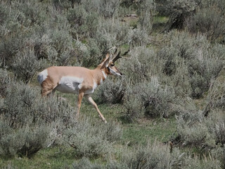 Pronghorn antelope moves through sagebrush-filled meadow. Its slender legs and alert ears show natural grace. Gray-green shrubs frame the animal's earthy tones. Distant trees add depth to the quiet © Mark