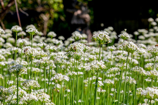 White flower clusters of fragrant garlic (Chinese chives)