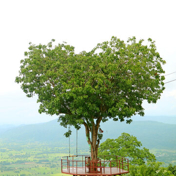 Amazing Natural Heart Shape Tree in Phitsanulok Province, a Popular Destination Among Locals in Thailand