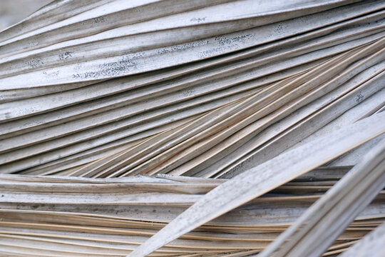 Detailed close up photograph of dry weathered palm leaves creating a natural abstract background with diagonal lines.