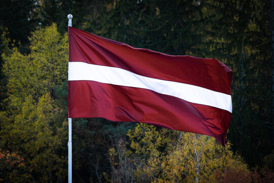 Latvian National Flag Waving in the Wind Against Autumn Forest Background