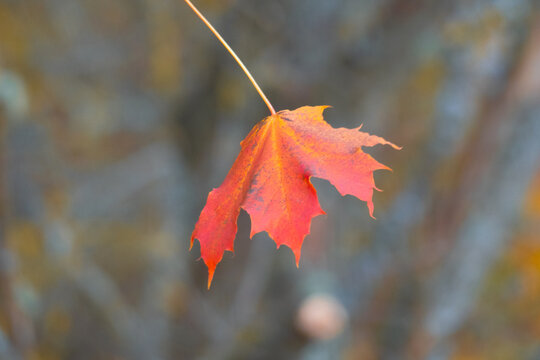 Single Red Orange Maple Leaf Hanging Against Blurred Autumn Background