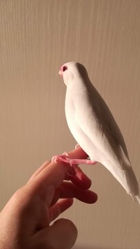 Cute white Java sparrow perched on a human hand