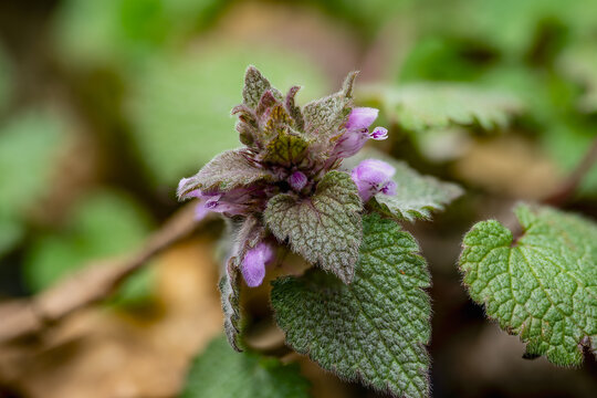 Red deadnettle flower in woodland