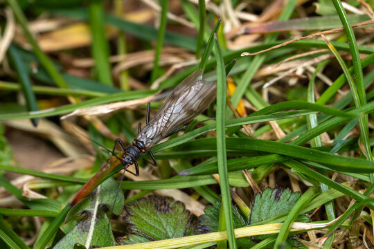 Winter Stoneflies on grass
