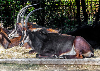 Sable antelopes on the ground. Latin name - Hippotragus niger  © Mikhail Blajenov