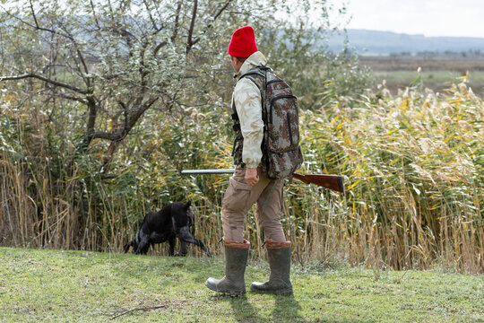 A hunter with his dogs, a spaniel and a german pointer, walk along the reeds in search of a pheasant.