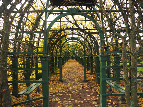 Autumn foliage covering a long green wooden garden arbor and walkway strewn with fallen yellow leaves