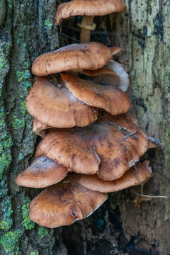 Cluster of Brown Shelf Mushrooms Growing on Mossy Tree Bark in Forest Close-Up
