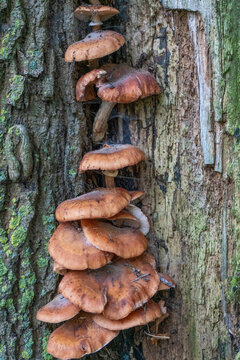 Cluster of Brown Shelf Mushrooms Growing on Mossy Tree Bark in Forest Close-Up