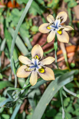Moraea vegeta Wild Iris Flower Blooming in Cape Town, South Africa © Ava Peattie