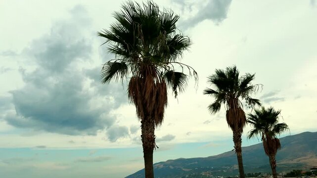 Tall Palm Trees Standing Against Cloudy Sky And Distant Mountains Near Coastline