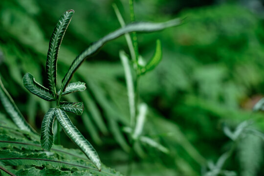Close Up of Variegated Pteris Ensiformis Silver Lace Fern Leaves in Tropical Garden