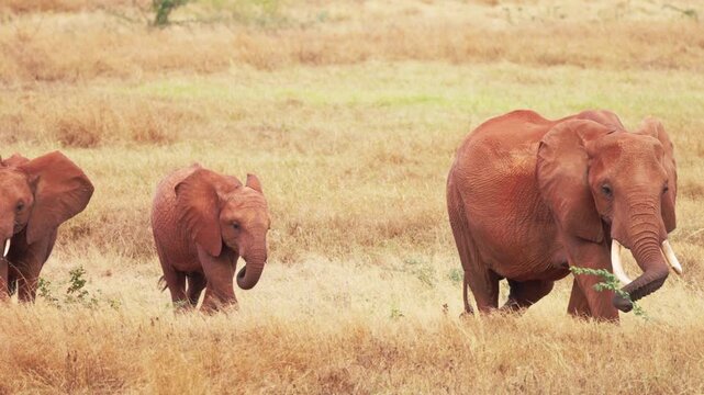 An African elephant walks through the dry grasslands of Tsavo East National Park, Kenya, displaying its large tusks and reddish-brown skin characteristic of the region.