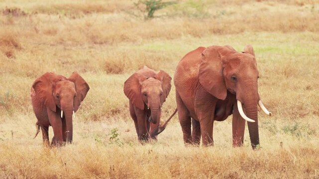 An African elephant walks through the dry grasslands of Tsavo East National Park, Kenya, displaying its large tusks and reddish-brown skin characteristic of the region.
