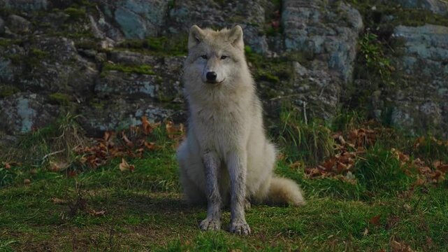 A majestic lightcolored wolf sitting calmly on a grassy patch in front of a rocky cliff face in a natural outdoor environment