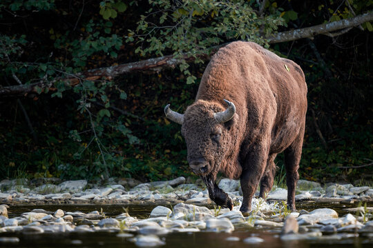 European Bison - Bison bonasus, large European even-toed ungulate native to North and East European forests and woodlands, Poland.