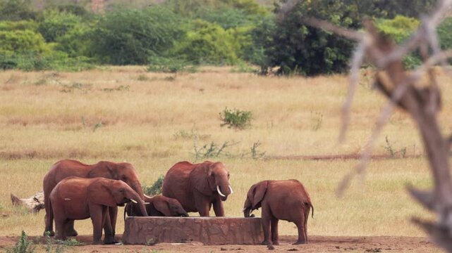 African elephants drinking water at a waterhole in Tsavo East National Park, Kenya. The elephants use their trunks to drink in their natural African habitat.