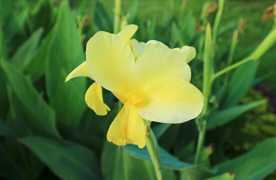 Closeup of Vibrant Yellow Canna Indica, a Flower of National Father's Day of Thailand