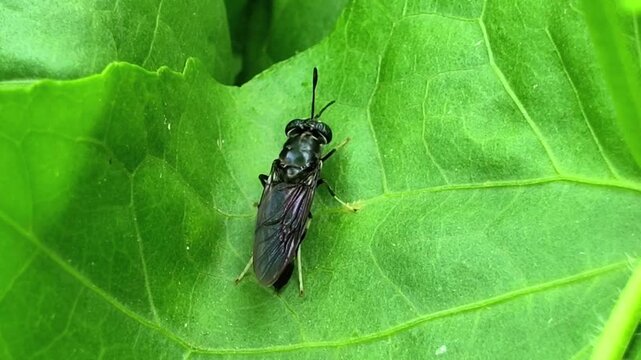 green bug on a leaf