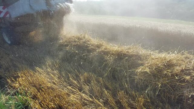 Rear view of combine harvester cutting and threshing wheat grain in agricultural field   