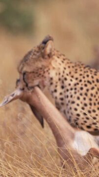 A female cheetah carries an impala carcass for her cubs in Tsavo East National Park, Kenya. A wildlife scene documenting maternal hunting and food provisioning in the African savanna.